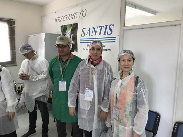 参观精油工厂